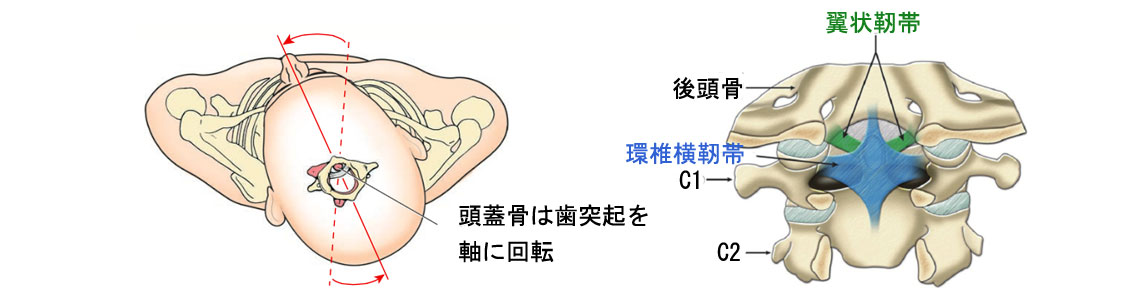 環軸関節と靭帯